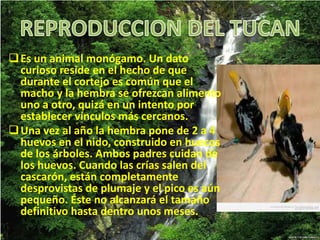 Es un animal monógamo. Un dato
curioso reside en el hecho de que
durante el cortejo es común que el
macho y la hembra se ofrezcan alimento
uno a otro, quizá en un intento por
establecer vínculos más cercanos.
Una vez al año la hembra pone de 2 a 4
huevos en el nido, construido en huecos
de los árboles. Ambos padres cuidan de
los huevos. Cuando las crías salen del
cascarón, están completamente
desprovistas de plumaje y el pico es aún
pequeño. Éste no alcanzará el tamaño
definitivo hasta dentro unos meses.
 