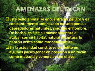 Este bello animal se encuentra en peligro y es
constantemente amenazado no solo por sus
depredadores naturales, sino por el hombre.
De hecho, es éste su mayor amenaza al
acabar con su hábitat natural y capturarlo
para su venta como mascota exótica.
En la actualidad constituye un delito en
algunos países tener en posesión a un tucán
como mascota y comerciar con el ave.
 