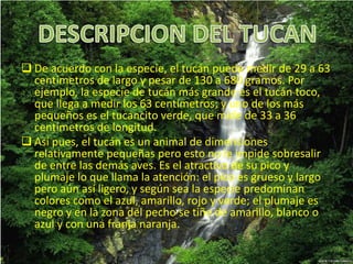  De acuerdo con la especie, el tucán puede medir de 29 a 63
centímetros de largo y pesar de 130 a 680 gramos. Por
ejemplo, la especie de tucán más grande es el tucán toco,
que llega a medir los 63 centímetros; y uno de los más
pequeños es el tucancito verde, que mide de 33 a 36
centímetros de longitud.
 Así pues, el tucán es un animal de dimensiones
relativamente pequeñas pero esto no le impide sobresalir
de entre las demás aves. Es el atractivo de su pico y
plumaje lo que llama la atención: el pico es grueso y largo
pero aún así ligero, y según sea la especie predominan
colores como el azul, amarillo, rojo y verde; el plumaje es
negro y en la zona del pecho se tiñe de amarillo, blanco o
azul y con una franja naranja.
 