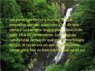 • Las patas son cortas y fuertes. Posee
pequeños dientes parecidos a los de una
sierra y una lengua larga y plana, que mide
unos 14 o 15 centímetros. Los antiguos
naturalistas pensaron que por la morfología
dental, el tucán era un ave que consumía
carne, pero hoy es bien sabido que no es así.
 