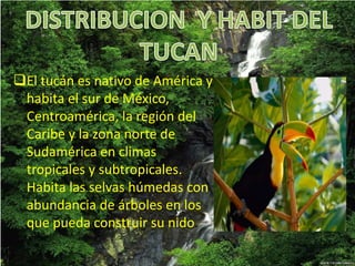 El tucán es nativo de América y
habita el sur de México,
Centroamérica, la región del
Caribe y la zona norte de
Sudamérica en climas
tropicales y subtropicales.
Habita las selvas húmedas con
abundancia de árboles en los
que pueda construir su nido.
 