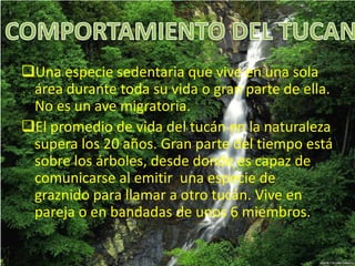 Una especie sedentaria que vive en una sola
área durante toda su vida o gran parte de ella.
No es un ave migratoria.
El promedio de vida del tucán en la naturaleza
supera los 20 años. Gran parte del tiempo está
sobre los árboles, desde donde es capaz de
comunicarse al emitir una especie de
graznido para llamar a otro tucán. Vive en
pareja o en bandadas de unos 6 miembros.
 