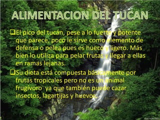 El pico del tucán, pese a lo fuerte y potente
que parece, poco le sirve como elemento de
defensa o pelea pues es hueco y ligero. Más
bien lo utiliza para pelar frutas y llegar a ellas
en ramas lejanas.
Su dieta está compuesta básicamente por
frutas tropicales pero no es un animal
frugívoro ya que también puede cazar
insectos, lagartijas y huevos.
 