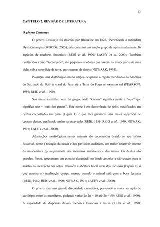 13
CAPÍTULO 2. REVISÃO DE LITERATURA

O gênero Ctenomys
O gênero Ctenomys foi descrito por Blainville em 1826. Pertencente à subordem
Hystricomorpha (WOODS, 2005), este constitui um amplo grupo de aproximadamente 56
espécies de roedores fossoriais (REIG et al, 1990; LACEY et al, 2000). Também
conhecidos como “tuco-tucos”, são pequenos roedores que vivem na maior parte de suas
vidas sob a superfície da terra, em sistemas de túneis (NOWARK, 1991).
Possuem uma distribuição muito ampla, ocupando a região meridional da América
do Sul, indo da Bolívia e sul do Peru até a Terra do Fogo no extremo sul (PEARSON,
1959; REIG et al., 1990).
Seu nome científico vem do grego, onde “Ctenus” significa pente e “mys” que
significa rato − “rato dos pentes”. Este nome é em decorrência de pelos modificados em
cerdas encontradas nas patas (Figura 1), o que lhes garantem uma maior superfície de
contato destas, auxiliando assim na escavação (REIG, 1989; REIG et al., 1990; NOWAK,
1991; LACEY et al., 2000).
Adaptações morfológicas nestes animais são encontradas devido ao seu hábito
fossorial, como a redução da cauda e dos pavilhões auditivos, um maior desenvolvimento
da musculatura (principalmente dos membros anteriores) e das unhas. Os dentes são
grandes, fortes, apresentam um esmalte alaranjado no bordo anterior e são usados para o
auxílio na escavação dos solos. Possuem a abertura bucal atrás dos incisivos (Figura 2), o
que permite a visualização destes, mesmo quando o animal está com a boca fechada
(REIG, 1989; REIG et al., 1990; NOWAK, 1991; LACEY et al., 2000).
O gênero tem uma grande diversidade cariotípica, possuindo a maior variação de
cariótipos entre os mamíferos, podendo variar de 2n = 10 até 2n = 50 (REIG et al., 1990).
A capacidade de dispersão desses roedores fossoriais é baixa (REIG et al., 1990;

 