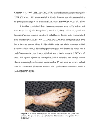 14
MALIZIA et al., 1995; LESSA & COOK, 1998), resultando em um pequeno fluxo gênico
(PEARSON et al., 1968), causa possível de fixação de novos rearranjos cromossômicos
nas populações ao longo de sua evolução (PATTON & SHERWOOD, 1983; REIG, 1989).
A densidade populacional destes roedores subterrâneos tem a tendência de ser mais
baixa do que a de espécies de superfície (LACEY et al, 2002). Densidades populacionais
do gênero Ctenomys raramente excedem 80 indivíduos por hectare, assim consideradas de
baixa densidade (PEARSON, 1959; GALLARDO & ANRIQUE, 1991; ROSI et al, 1992)
Isto se deve em parte ao hábito de vida solitário, onde cada adulto ocupa um território
exclusivo. Muitas vezes, a densidade populacional pode estar limitada de acordo com as
condições ambientais, como heterogeneidade do solo e tipo de vegetação (LACEY et al.,
2002). Em algumas espécies de ctenomydeos, como é o exemplo do Ctenomys talarum,
relata-se uma variação na densidade populacional de 15 indivíduos por hectare, podendo
variar até 55 indivíduos por hectare, de acordo com a quantidade de biomassa de plantas na
região (MALIZIA, 1991).

Figura 1 - Pelos modificados em cerdas encontradas nas patas de
animais do gênero Ctenomys (Rodentia, Ctenomidae) (Fotografia: José
F. B. Stolz).

 