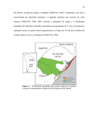 16
dos Barros, cercada por lagoas e banhados (FREITAS, 2001). Atualmente, esta área é
caracterizada por apresentar pastagens e vegetação antrópica que ocorrem em solos
arenosos (FREITAS, 1990; 2001). Devido à topografia da região e à distribuição
geográfica dos diferentes cariótipos encontrados nas populações de C. lami, foi proposta a
separação destas em quatro blocos populacionais ao longo dos 78 km das Coxilhas das
Lombas: Bloco A, B, C e D (Figura 4) (FREITAS, 1990).

Figura 3 - Distribuição geográfica das quatro espécies do gênero
Ctenomys encontrados no estado do Rio Grande do Sul, Brasil.

 