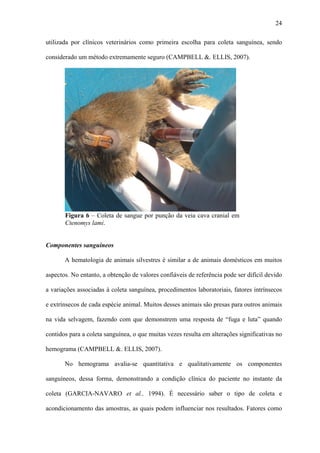 24
utilizada por clínicos veterinários como primeira escolha para coleta sanguínea, sendo
considerado um método extremamente seguro (CAMPBELL &. ELLIS, 2007).

Figura 6 – Coleta de sangue por punção da veia cava cranial em
Ctenomys lami.

Componentes sanguíneos
A hematologia de animais silvestres é similar a de animais domésticos em muitos
aspectos. No entanto, a obtenção de valores confiáveis de referência pode ser difícil devido
a variações associadas à coleta sanguínea, procedimentos laboratoriais, fatores intrínsecos
e extrínsecos de cada espécie animal. Muitos desses animais são presas para outros animais
na vida selvagem, fazendo com que demonstrem uma resposta de “fuga e luta” quando
contidos para a coleta sanguínea, o que muitas vezes resulta em alterações significativas no
hemograma (CAMPBELL &. ELLIS, 2007).
No hemograma avalia-se quantitativa e qualitativamente os componentes
sanguíneos, dessa forma, demonstrando a condição clínica do paciente no instante da
coleta (GARCIA-NAVARO et al., 1994). É necessário saber o tipo de coleta e
acondicionamento das amostras, as quais podem influenciar nos resultados. Fatores como

 