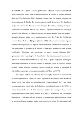 31
INTRODUÇÃO: O gênero Ctenomys, pertencente à subordem Hystricomorpha (Woods
2005) constitui um amplo grupo de aproximadamente 56 espécies de roedores fossoriais
(Reig et al 1990; Lacey et al. 2000). A espécie Ctenomys lami está presente em uma região
arenosa chamada de Coxilha das Lombas, que se estende do norte do Rio Guaíba em
direção ao noroeste dos bancos de areia da lagoa dos Barros, cercada por lagoas e
banhados no sul do Brasil (Freitas 2001). Devido à topografia da região e à distribuição
geográfica dos diferentes cariótipos encontrados nas populações de C. lami, foi proposta a
separação destas em quatro blocos populacionais ao longo dos 78 km das Coxilhas das
Lombas: Blocos A, B, C e D (Figura 1) (Freitas 1990). Estes animais apresentam algumas
adaptações fisiológicas que são impostas em decorrência das características encontradas na
vida subterrânea. A prevalência de hipóxia e hipercapnia atmosférica acaba gerando
modificações fisiológicas não encontradas em outros animais (Maclean 1981),
apresentando altas concentrações de hematócrito e hemoglobina quando comparados a
espécies de roedores não subterrâneos (Lacey 2000). Algumas adaptações morfológicas
também são encontradas, incluindo o aumento na densidade capilar do esqueleto, músculo
cardíaco e tecido pulmonar, juntamente com um considerado aumento na quantidade de
mitocôndrias encontradas nos músculos esqueléticos (Widmer et al 1997).
Em alguns roedores da subordem Hystricomorpha observam-se eventualmente
inclusões citoplasmáticas, conhecidas como Corpúsculo de Kurloff (Jain 1986; Hawkey &
Dennet 1989). Estas células são conhecidas como Células de Kurloff (KC) e são células
mononucleares com propriedades de linfócitos e monócitos (Eremin et al., 1980). A
função destas células não esta bem esclarecida, embora, em Cavia porcellus, possuam
envolvimento na atividade imune (Dobout et al., 1984) e propriedades anti cancerígenas
(Debout et al., 1999). Em capivaras selvagens, existe a presença destas Células de Kurloff
no sangue periférico e em alguns órgãos, como por exemplo, o baço. Em fases gestacionais

 