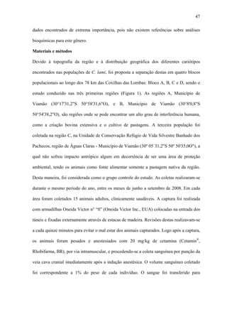 47
dados encontrados de extrema importância, pois não existem referências sobre análises
bioquímicas para este gênero.
Materiais e métodos
Devido à topografia da região e à distribuição geográfica dos diferentes cariótipos
encontrados nas populações de C. lami, foi proposta a separação destas em quatro blocos
populacionais ao longo dos 78 km das Coxilhas das Lombas: Bloco A, B, C e D, sendo o
estudo conduzido nas três primeiras regiões (Figura 1). As regiões A, Município de
Viamão (30°17'31,2"S 50°58'31,6"O), e B, Município de Viamão (30°8'0,8"S
50°54'38,2"O), são regiões onde se pode encontrar um alto grau de interferência humana,
como a criação bovina extensiva e o cultivo de pastagens. A terceira população foi
coletada na região C, na Unidade de Conservação Refúgio de Vida Silvestre Banhado dos
Pachecos, região de Águas Claras - Município de Viamão (30º 05`31,2"S 50º 50'35,0O"), a
qual não sofreu impacto antrópico algum em decorrência de ser uma área de proteção
ambiental, tendo os animais como fonte alimentar somente a pastagem nativa da região.
Desta maneira, foi considerada como o grupo controle do estudo. As coletas realizaram-se
durante o mesmo período do ano, entre os meses de junho a setembro de 2008. Em cada
área foram coletados 15 animais adultos, clinicamente saudáveis. A captura foi realizada
com armadilhas Oneida Victor n° “0” (Oneida Victor Inc., EUA) colocadas na entrada dos
túneis e fixadas externamente através de estacas de madeira. Revisões destas realizavam-se
a cada quinze minutos para evitar o mal estar dos animais capturados. Logo após a captura,
os animais foram pesados e anestesiados com 20 mg/kg de cetamina (Cetamin®,
Rhobifarma, BR), por via intramuscular, e procedendo-se a coleta sanguínea por punção da
veia cava cranial imediatamente após a indução anestésica. O volume sanguíneo coletado
foi correspondente a 1% do peso de cada indivíduo. O sangue foi transferido para

 