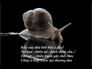 Kiếp này đau khổ bởi vì đâu?
Tai họa - thiên tai - bệnh thảm sầu..!
Tàn sát... chiến tranh gây chết chóc
Cũng vì kiếp trước tạo thương đau
 