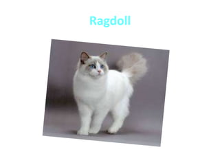 Ragdoll
 