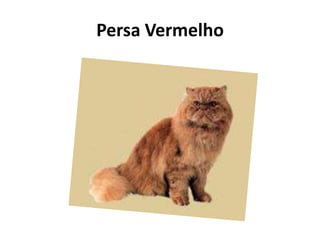 Persa Vermelho
 