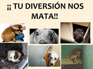 ¡¡ TU DIVERSIÓN NOS MATA!!   
