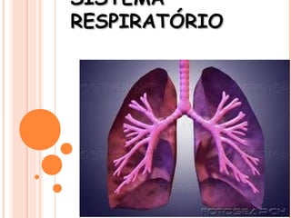 SSIISSTTEEMMAA 
RREESSPPIIRRAATTÓÓRRIIOO 
 