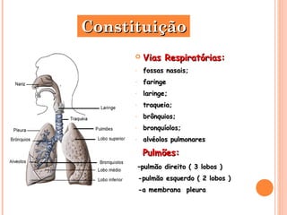 CCoonnssttiittuuiiççããoo 
 VViiaass RReessppiirraattóórriiaass:: 
- ffoossssaass nnaassaaiiss;; 
- ffaarriinnggee 
- llaarriinnggee;; 
- ttrraaqquueeiiaa;; 
- bbrrôônnqquuiiooss;; 
- bbrroonnqquuííoollooss;; 
- aallvvééoollooss ppuullmmoonnaarreess 
PPuullmmõõeess:: 
--ppuullmmããoo ddiirreeiittoo (( 33 lloobbooss ) 
--ppuullmmããoo eessqquueerrddoo (( 22 lloobbooss ) 
--aa mmeemmbbrraannaa pplleeuurraa 
 