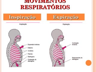 MMOOVVIIMMEENNTTOOSS 
RREESSPPIIRRAATTÓÓRRIIOOSS 
IInnssppiirraaççããoo EExxppiirraaççããoo 
 