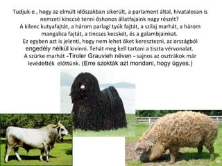 Tudjuk-e , hogy az elmúlt időszakban sikerült, a parlament által, hivatalosan is nemzeti kinccsé tenni őshonos állatfajaink nagy részét?  A kilenc kutyafajtát, a három parlagi tyúk fajtát, a szilaj marhát, a három mangalica fajtát, a tincses kecskét, és a galambjainkat.  Ez egyben azt is jelenti, hogy nem lehet őket keresztezni, az országból  engedély nélkül  kivinni. Tehát meg kell tartani a tiszta vérvonalat.  A szürke marhát  -Tiroler Grauvieh néven -  sajnos az osztrákok már levéd et ték  előttünk.  (Erre szokták azt mondani, hogy ügyes.) 