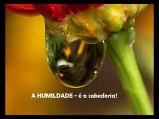 A HUMILDADE - é a sabedoria!
 