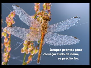 Sempre prontos para
começar tudo de novo,
se preciso for.
 