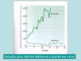 Seleção para dentes melhores e piores em ratos
 