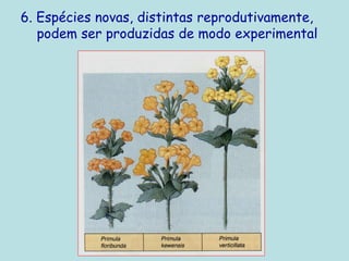 6. Espécies novas, distintas reprodutivamente,
podem ser produzidas de modo experimental
 