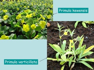 Primula verticillata
Primula kewensis
 