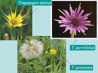 Tragopogon dubius
T. porrifolius
T. pratensis
 