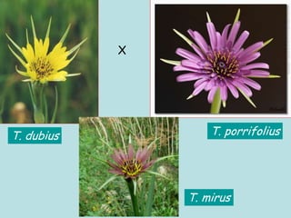T. dubius T. porrifolius
T. mirus
X
 