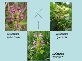 Galeopsis
pubescens
Galeopsis
speciosa
Galeopsis
tetrahit
 