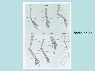 homologias
 
