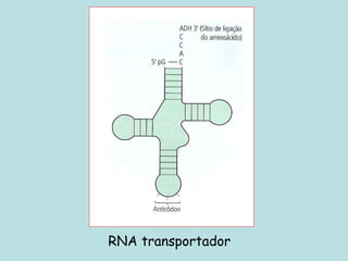 RNA transportador
 