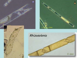 Rhizosolenia
 