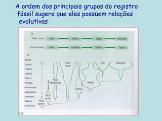 A ordem dos principais grupos do registro
fóssil sugere que eles possuem relações
evolutivas
 