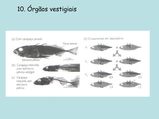 10. Órgãos vestigiais
 