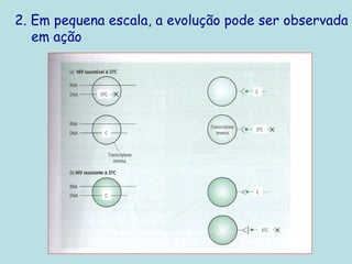 2. Em pequena escala, a evolução pode ser observada
em ação
 