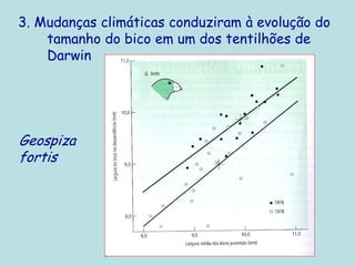 3. Mudanças climáticas conduziram à evolução do
tamanho do bico em um dos tentilhões de
Darwin
Geospiza
fortis
 