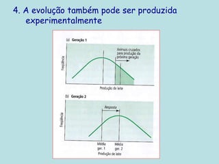 4. A evolução também pode ser produzida
experimentalmente
 