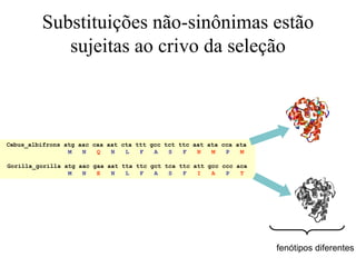 Substituições não-sinônimas estão
sujeitas ao crivo da seleção
Cebus_albifrons atg aac caa aat cta ttt gcc tct ttc aat ata cca ata
M N Q N L F A S F N M P M
Gorilla_gorilla atg aac gaa aat tta ttc gct tca ttc att gcc ccc aca
M N E N L F A S F I A P T
fenótipos diferentes
 