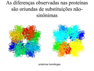 As diferenças observadas nas proteínas
são oriundas de substituições não-
sinônimas
proteínas homólogas
 