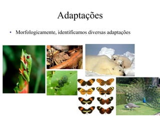 Adaptações
• Morfologicamente, identificamos diversas adaptações
 