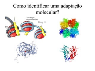 Como identificar uma adaptação
molecular?
 