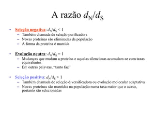 A razão dN/dS
• Seleção negativa: dN/dS < 1
– Também chamada de seleção purificadora
– Novas proteínas são eliminadas da população
– A forma da proteína é mantida
• Evolução neutra: dN/dS = 1
– Mudanças que mudam a proteína e aquelas silenciosas acumulam-se com taxas
equivalentes
– Em outras palavras, “tanto faz”
• Seleção positiva: dN/dS > 1
– Também chamada de seleção diversificadora ou evolução molecular adaptativa
– Novas proteínas são mantidas na população numa taxa maior que o acaso,
portanto são selecionadas
 