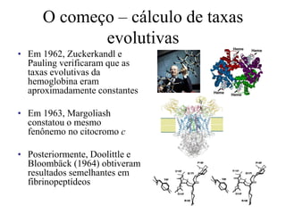 O começo – cálculo de taxas
evolutivas
• Em 1962, Zuckerkandl e
Pauling verificaram que as
taxas evolutivas da
hemoglobina eram
aproximadamente constantes
• Em 1963, Margoliash
constatou o mesmo
fenônemo no citocromo c
• Posteriormente, Doolittle e
Bloombäck (1964) obtiveram
resultados semelhantes em
fibrinopeptídeos
 