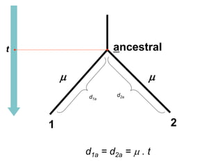 1 2
ancestral
d1a = d2a = m . t
m m
t
d1a
d2a
 
