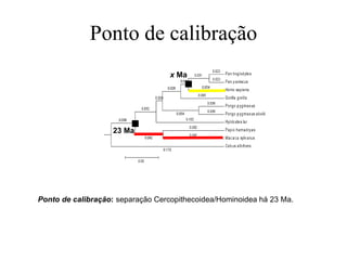 Ponto de calibração
23 Ma
x Ma
Ponto de calibração: separação Cercopithecoidea/Hominoidea há 23 Ma.
 