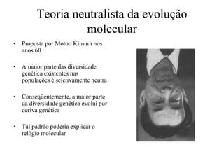 Teoria neutralista da evolução
molecular
• Proposta por Motoo Kimura nos
anos 60
• A maior parte das diversidade
genética existentes nas
populações é seletivamente neutra
• Conseqüentemente, a maior parte
da diversidade genética evolui por
deriva genética
• Tal padrão poderia explicar o
relógio molecular
 