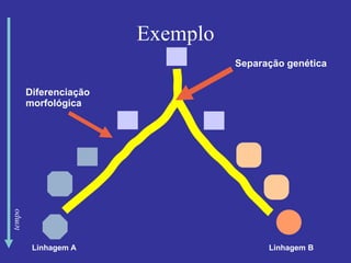 Exemplo
Linhagem A Linhagem B
Separação genética
Diferenciação
morfológica
tempo
 