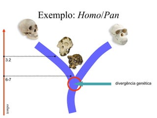 Exemplo: Homo/Pan
tempo
3.2
6-7
divergência genética
 