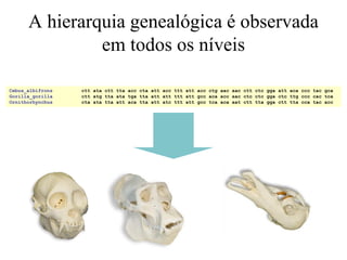 A hierarquia genealógica é observada
em todos os níveis
Cebus_albifrons ctt ata ctt tta acc cta att acc ttt att acc ctg aac aac ctt ctc gga att aca ccc tac gca
Gorilla_gorilla ctt atg tta ata tga tta att att ttt att gcc aca acc aac ctc ctc gga ctc ttg ccc cac tca
Ornithorhynchus cta ata tta att aca tta att atc ttt att gcc tca aca aat ctt tta gga ctt tta cca tac acc
 