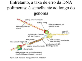 Entretanto, a taxa de erro da DNA
polimerase é semelhante ao longo do
genoma
 